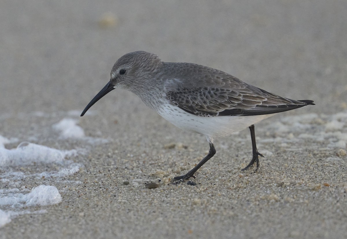 黑腹濱鷸 - ML646082491