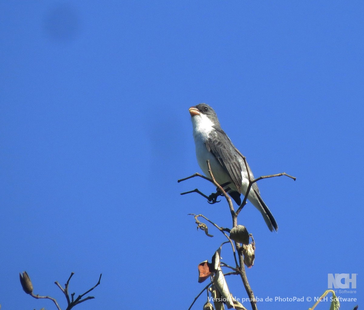 White-bellied Seedeater - ML646082492