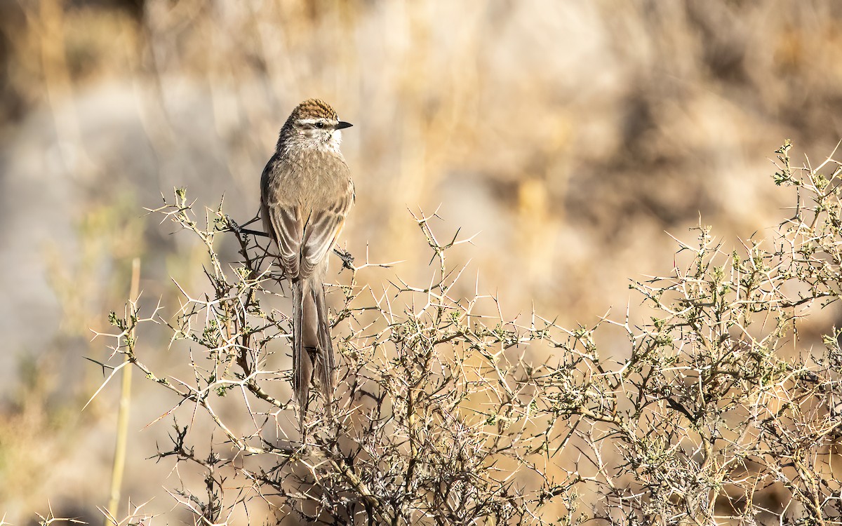 Plain-mantled Tit-Spinetail - ML646082493