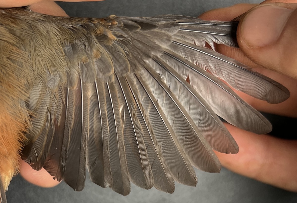 Micronesian Rufous Fantail (Marianas) - ML646082494