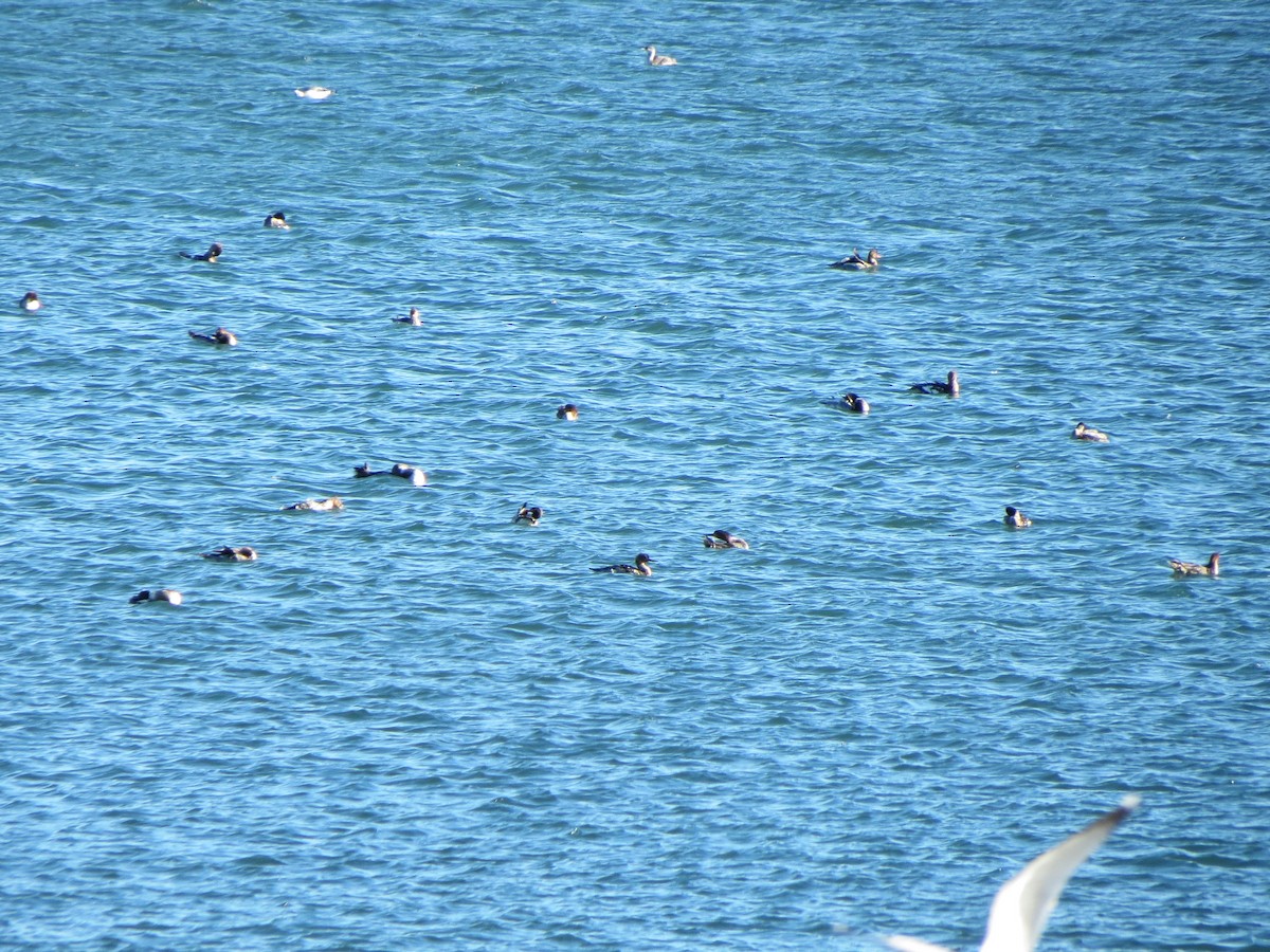 紅胸秋沙 - ML646082495