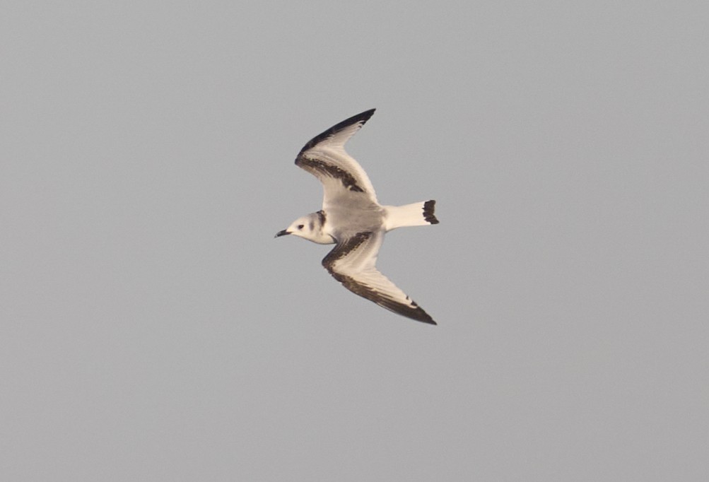 三趾鷗 - ML646082496