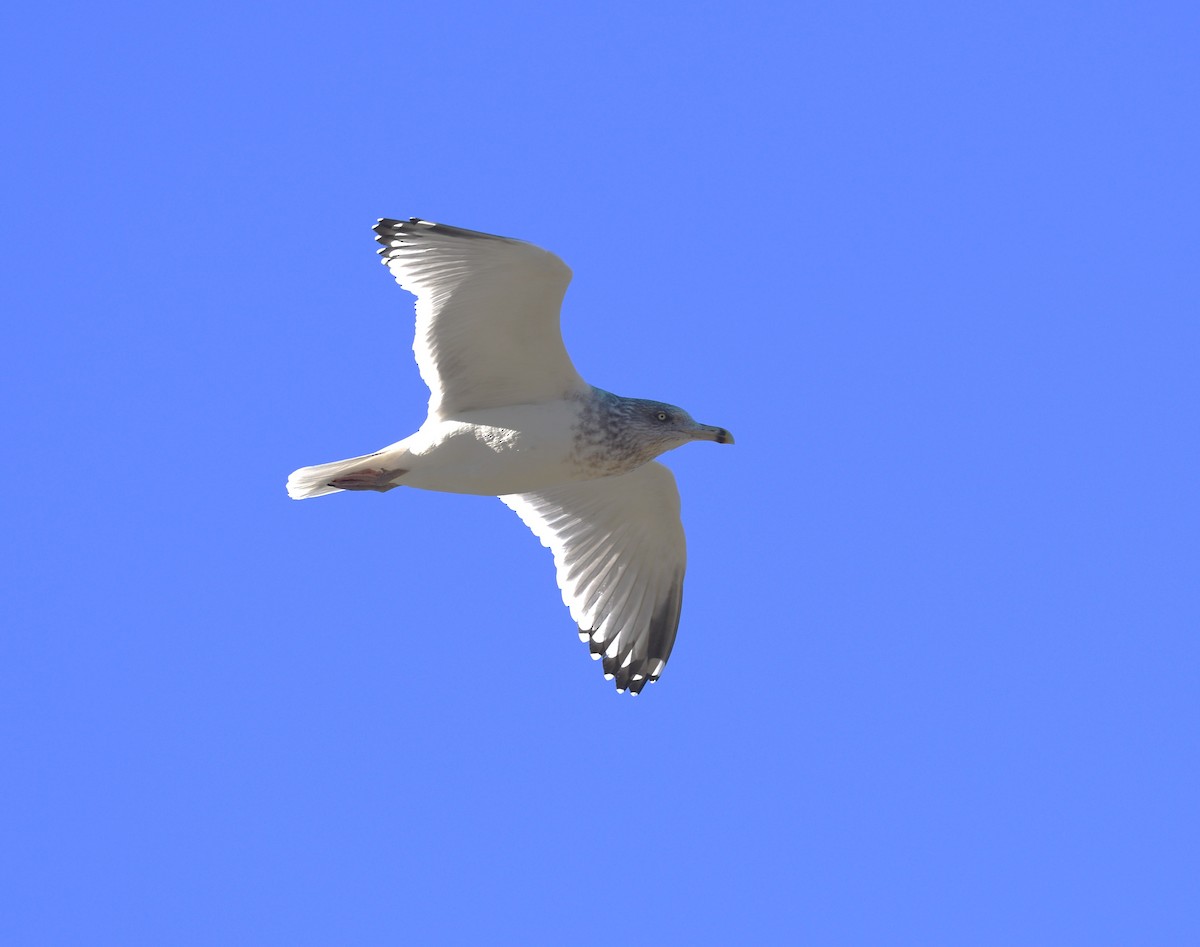 American Herring Gull - ML646082497