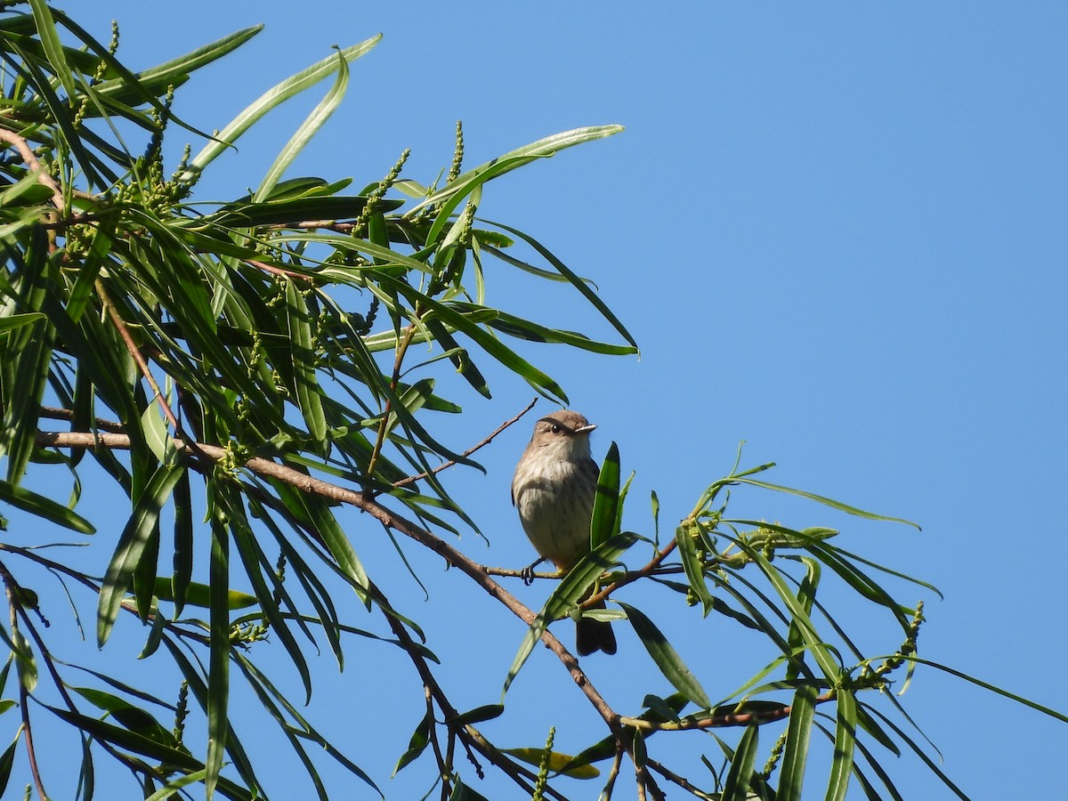 Vermilion Flycatcher - ML646082498