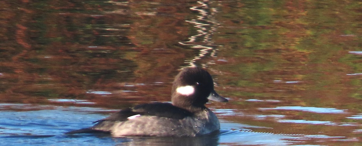 Bufflehead - ML646082499