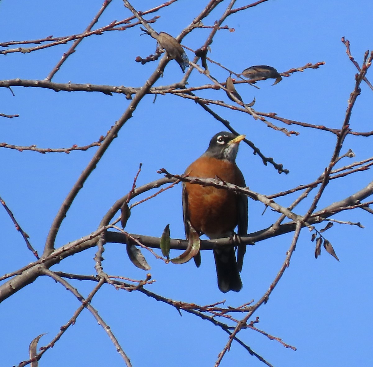 American Robin - ML646082500