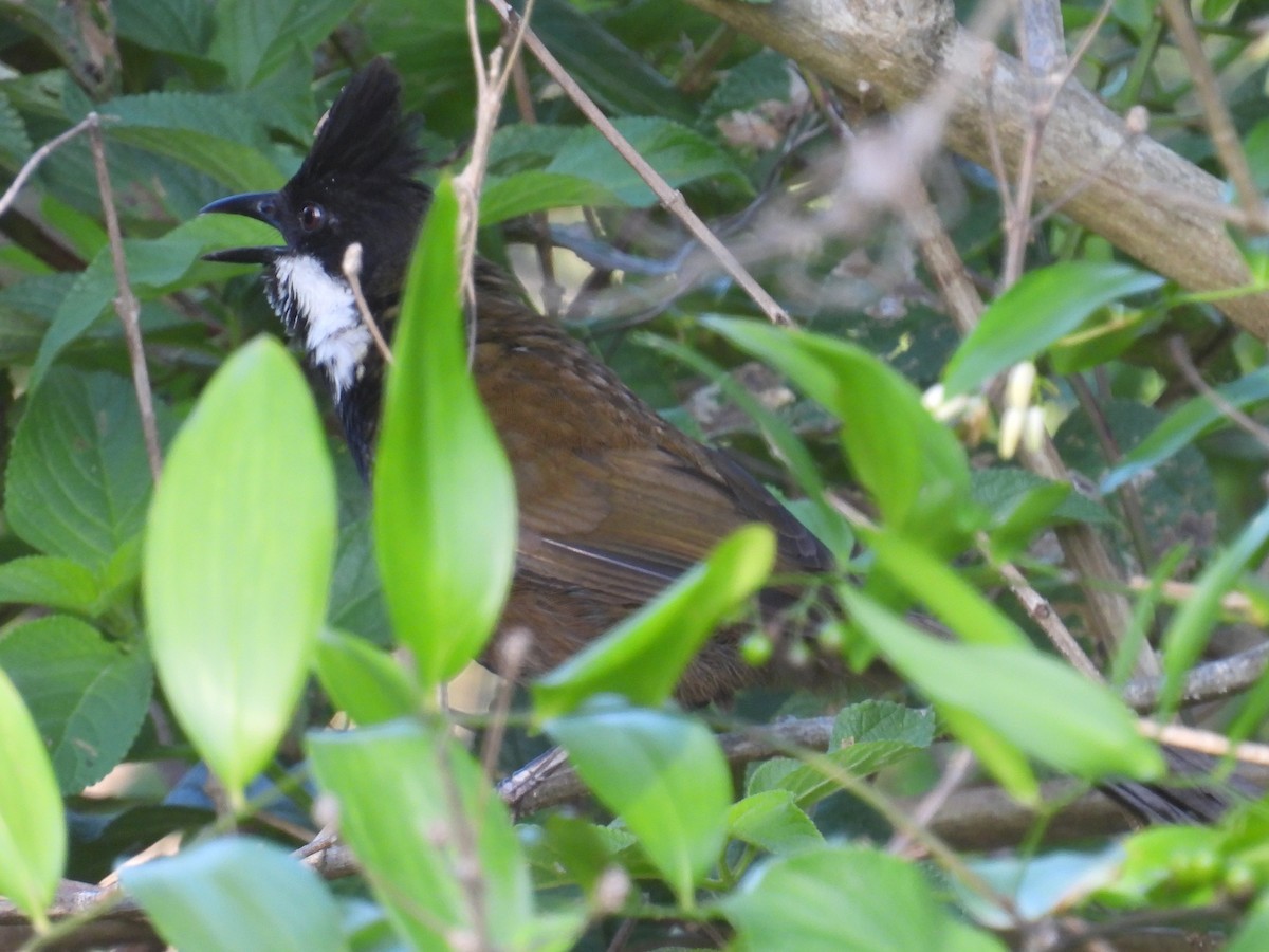Eastern Whipbird - ML646082501