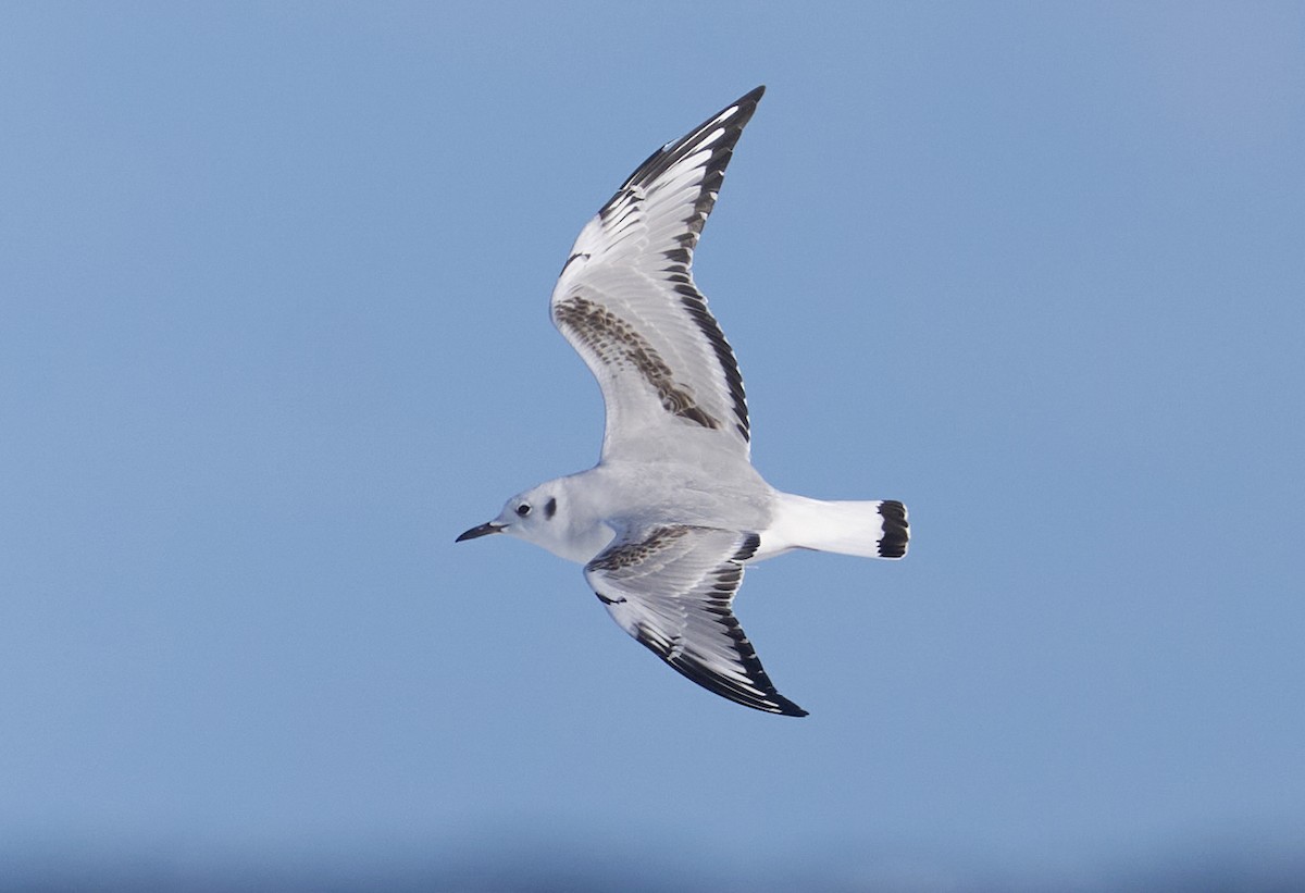 Bonaparte's Gull - ML646082503