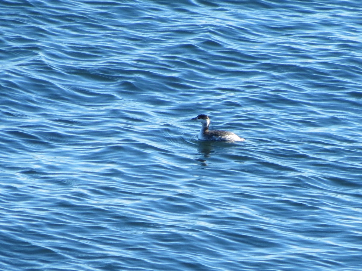 角鸊鷉 - ML646082506