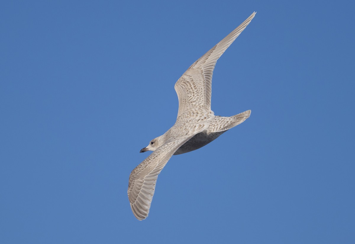 Iceland Gull (kumlieni) - ML646082508