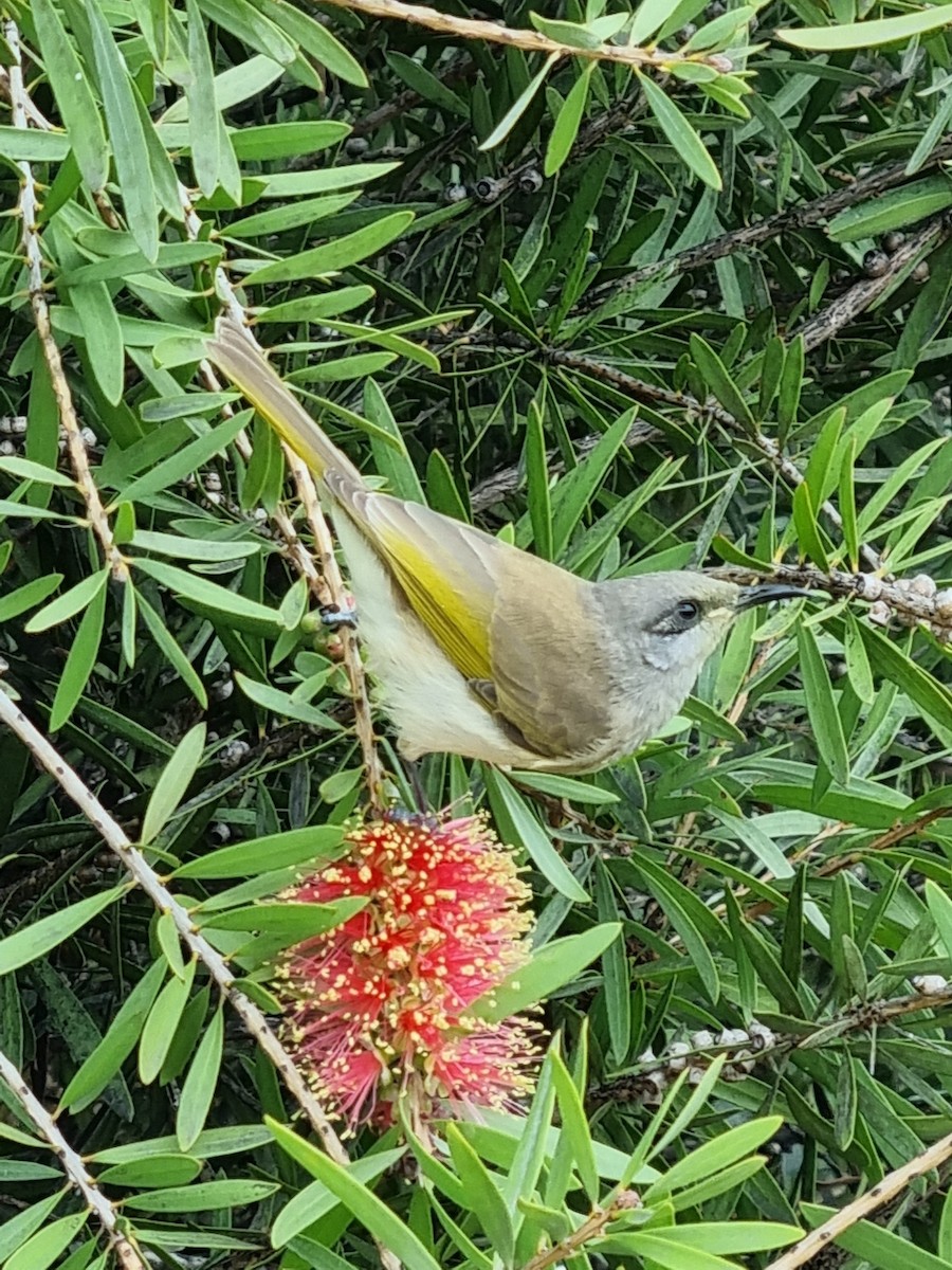 Brown Honeyeater - ML646082509
