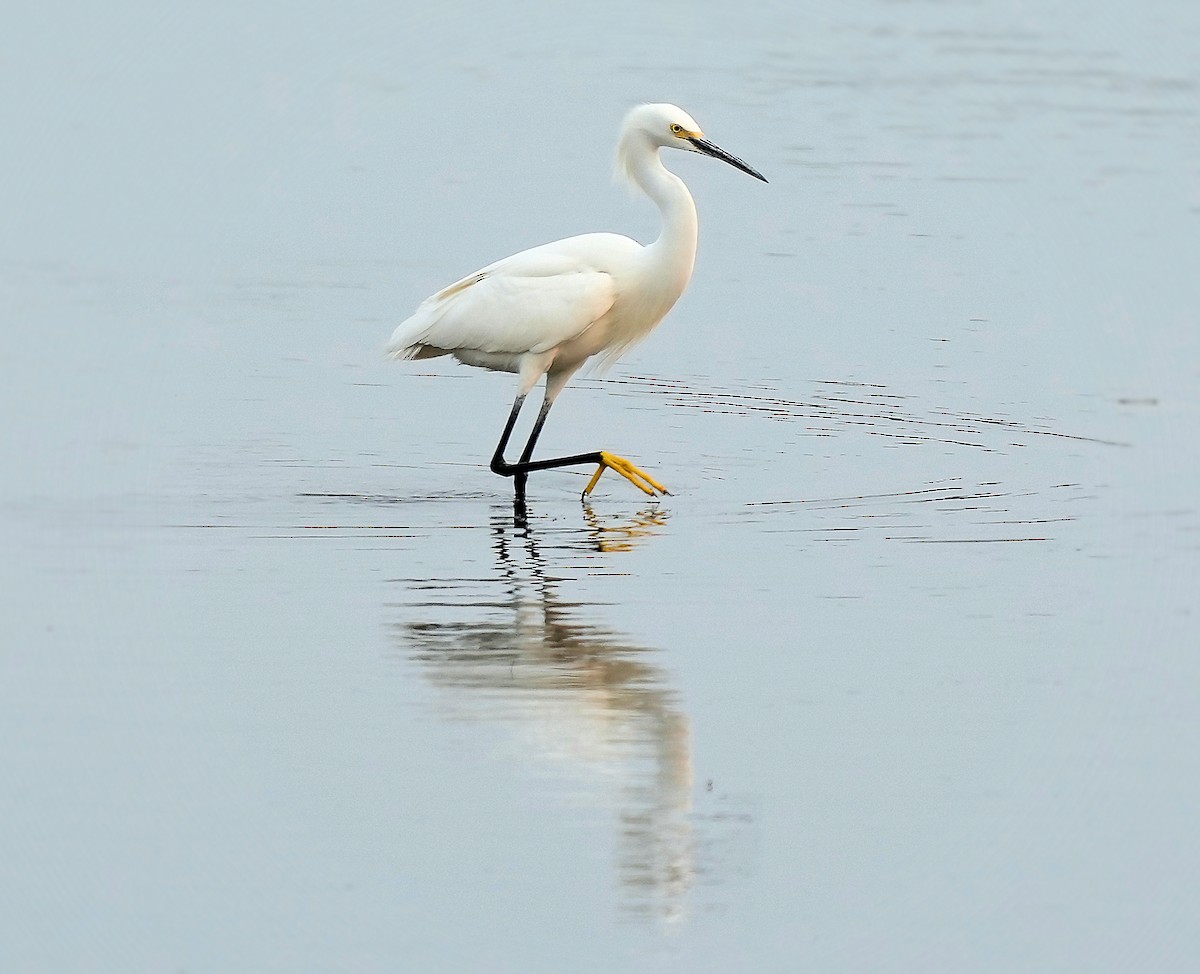 Snowy Egret - ML646082511