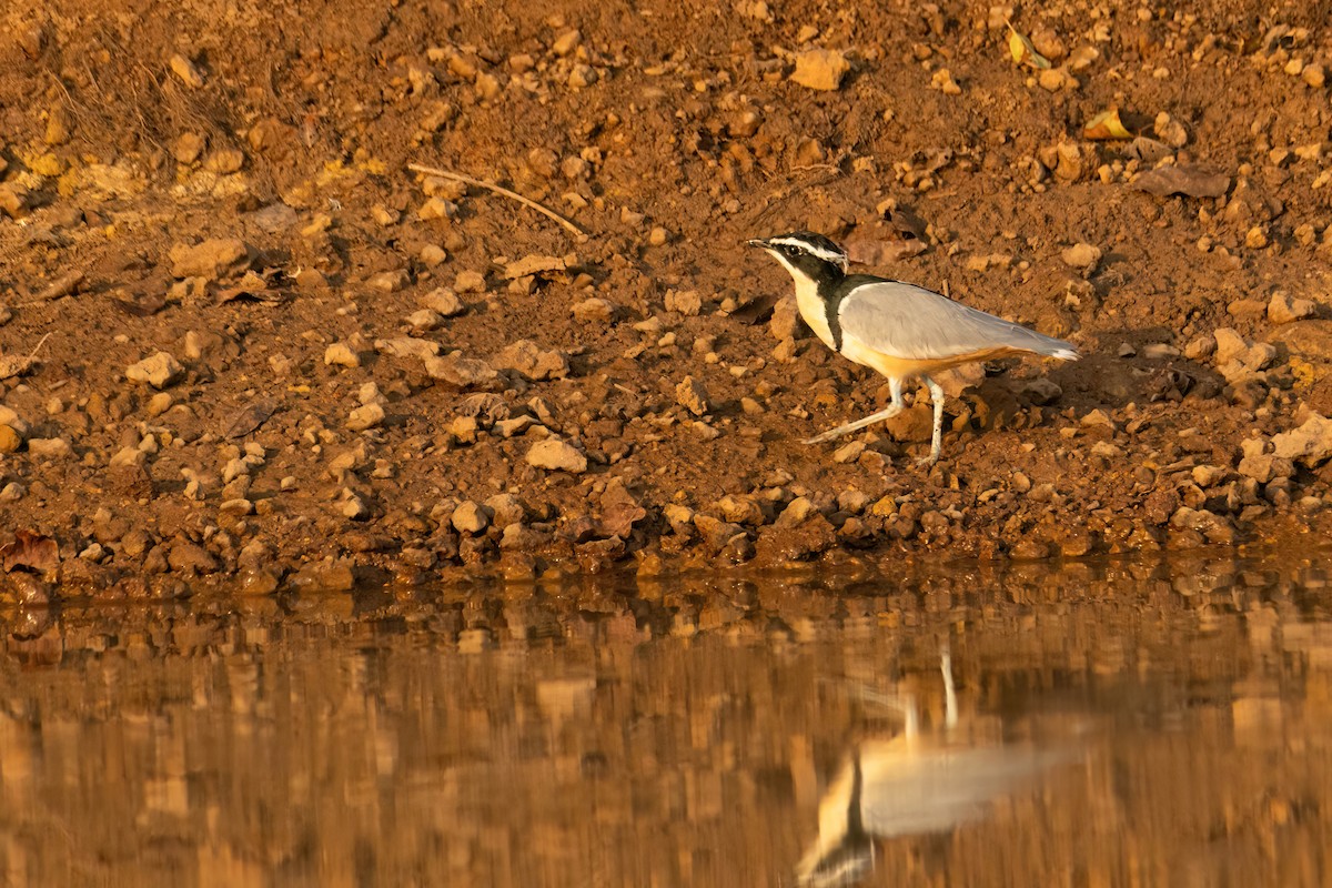 ナイルチドリ - ML646082520