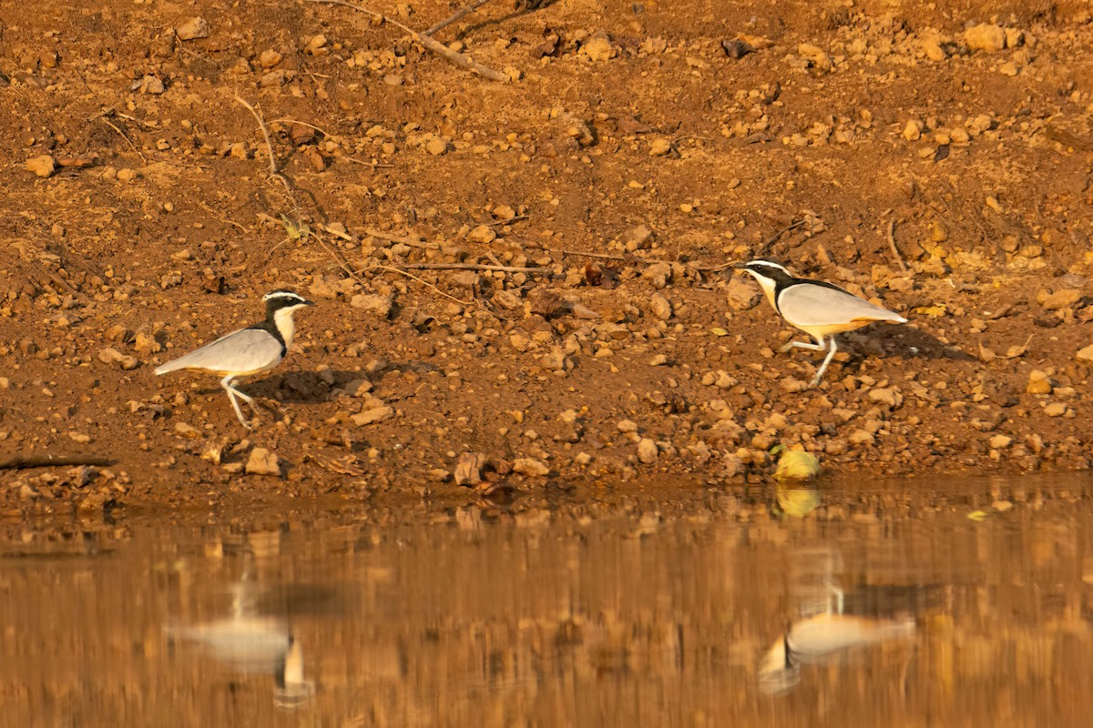 ナイルチドリ - ML646082521