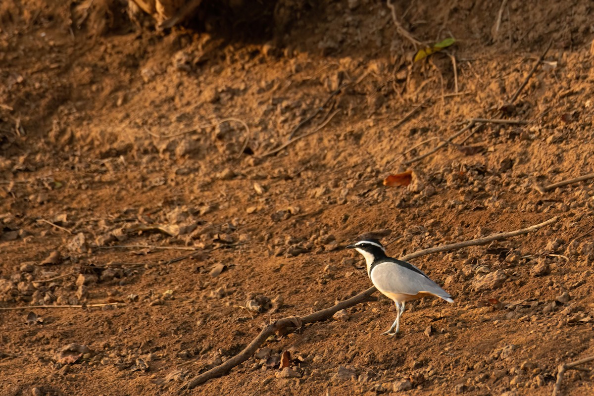 ナイルチドリ - ML646082522