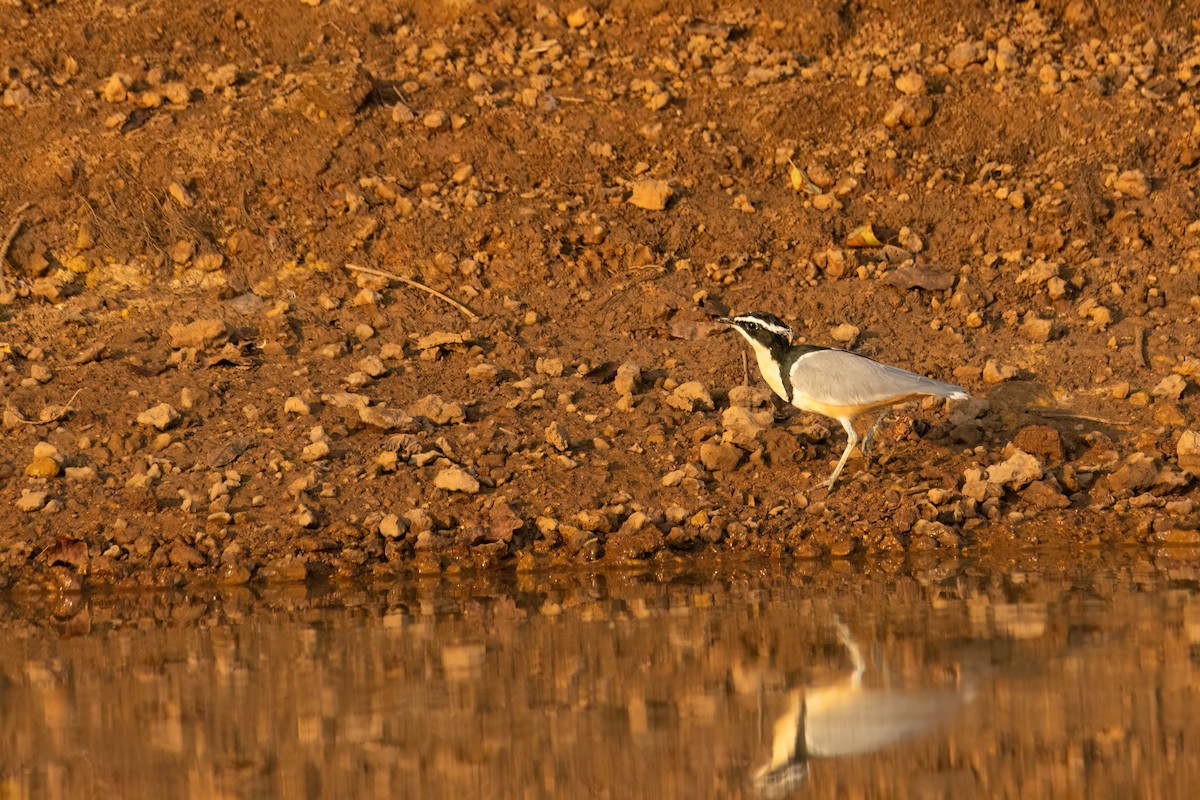 ナイルチドリ - ML646082523