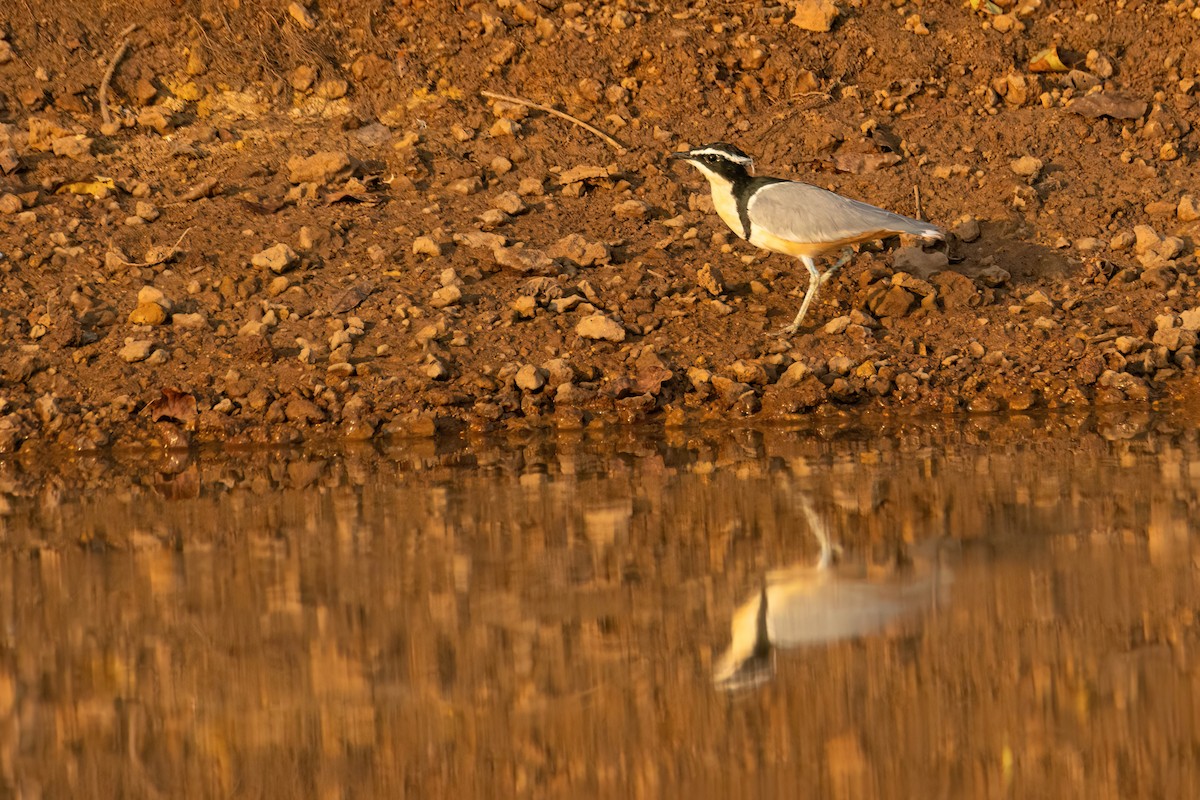 ナイルチドリ - ML646082524