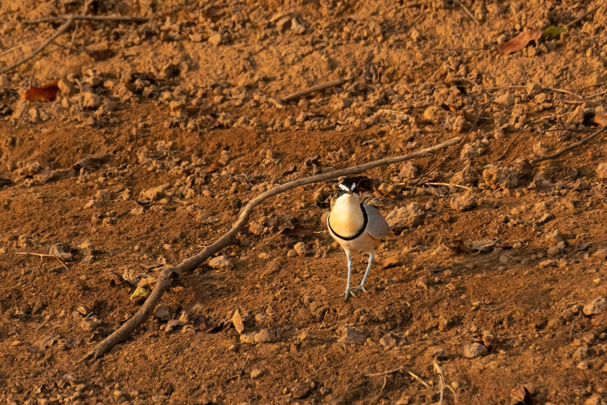 ナイルチドリ - ML646082525