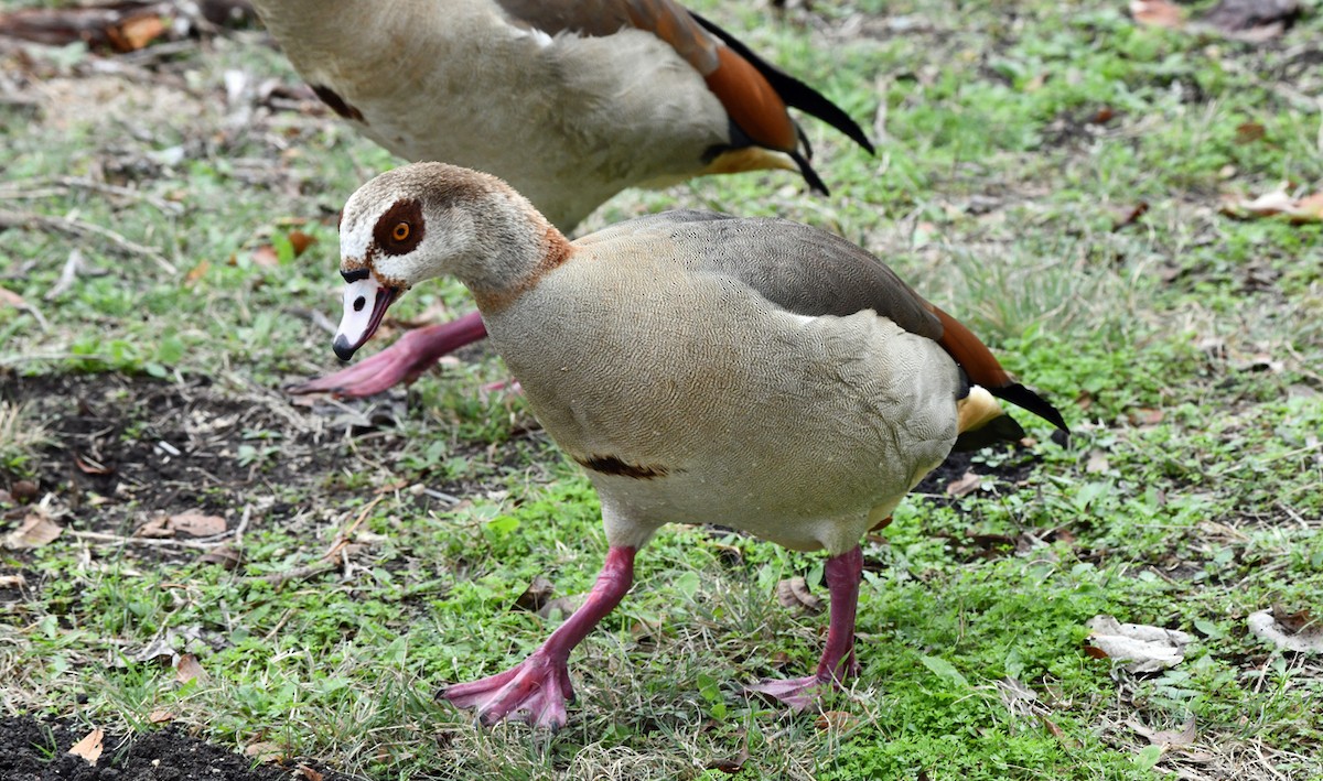 Egyptian Goose - ML646082529