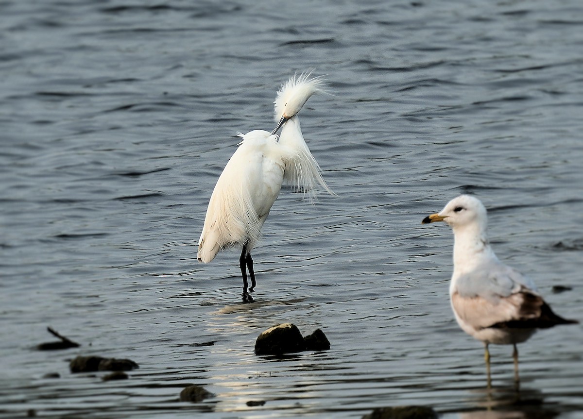 Snowy Egret - ML646082531