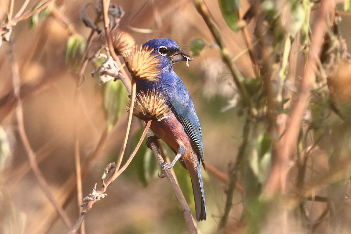 rosenbukspurv - ML646082532