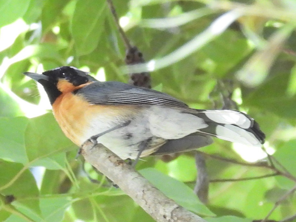 Australian Spectacled Monarch (Eastern) - ML646082537
