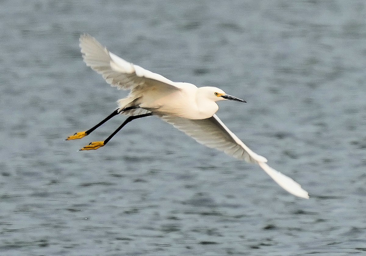 Snowy Egret - ML646082547