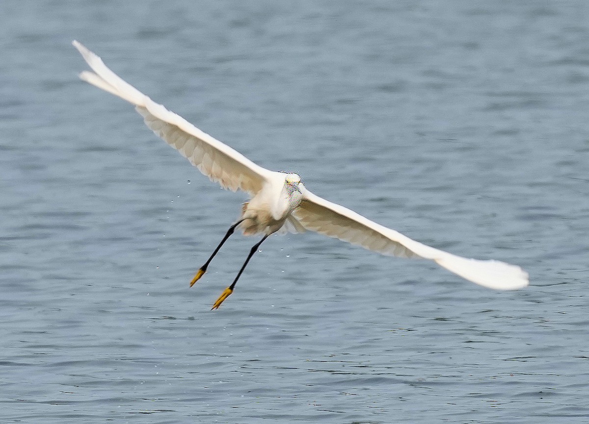 Snowy Egret - ML646082548
