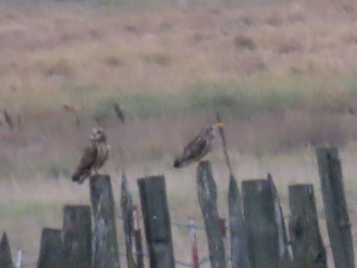 Short-eared Owl - ML646082549