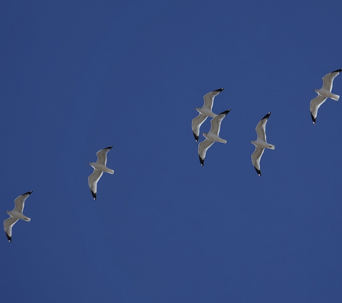 Ring-billed Gull - ML646082553