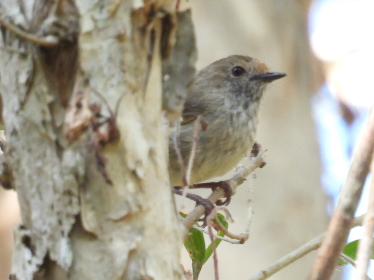 Brown Thornbill - ML646082554