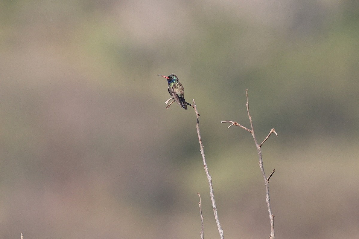 Colibrí Piquiancho de Guerrero - ML646082557