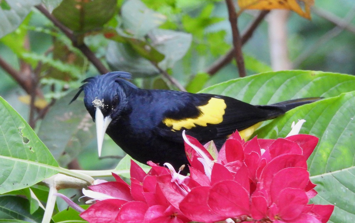 Yellow-winged Cacique - ML646082559