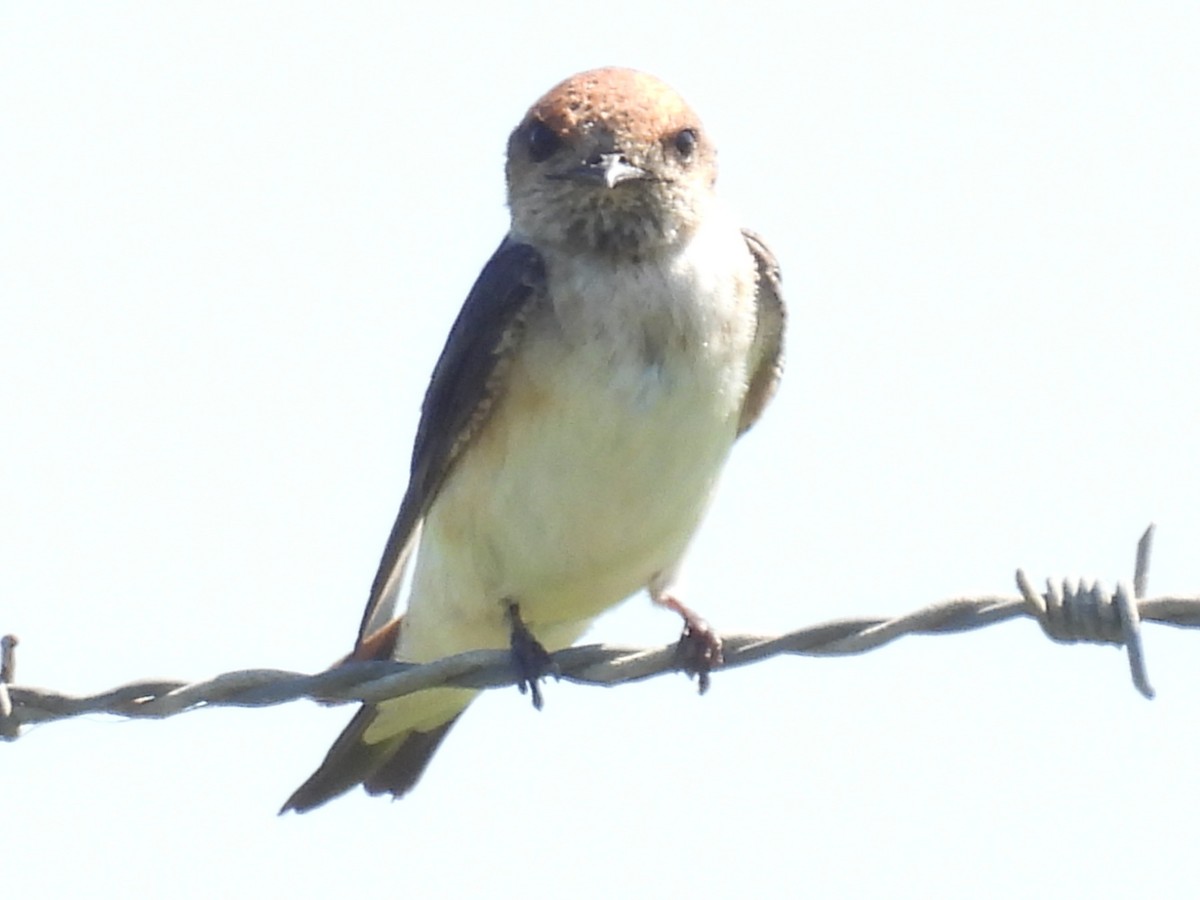 Fairy Martin - ML646082581