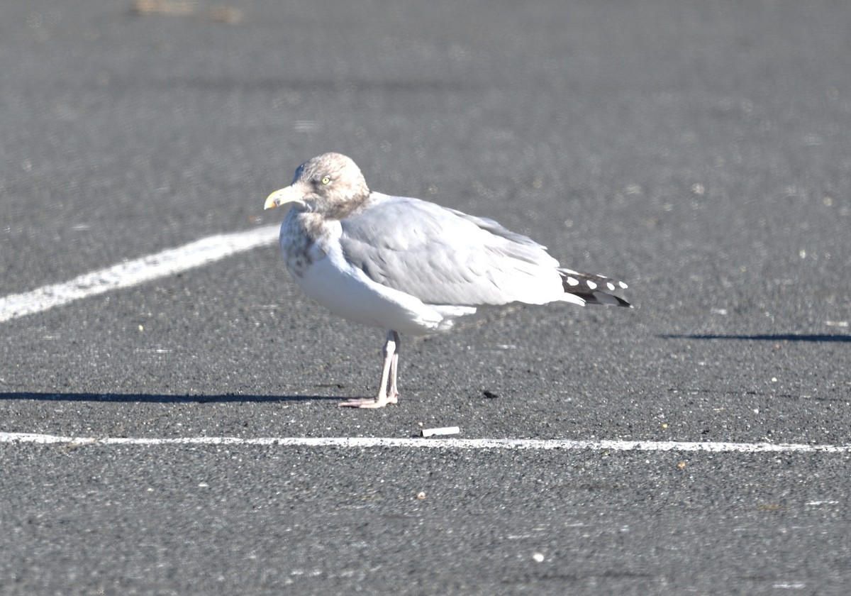 American Herring Gull - ML646082599