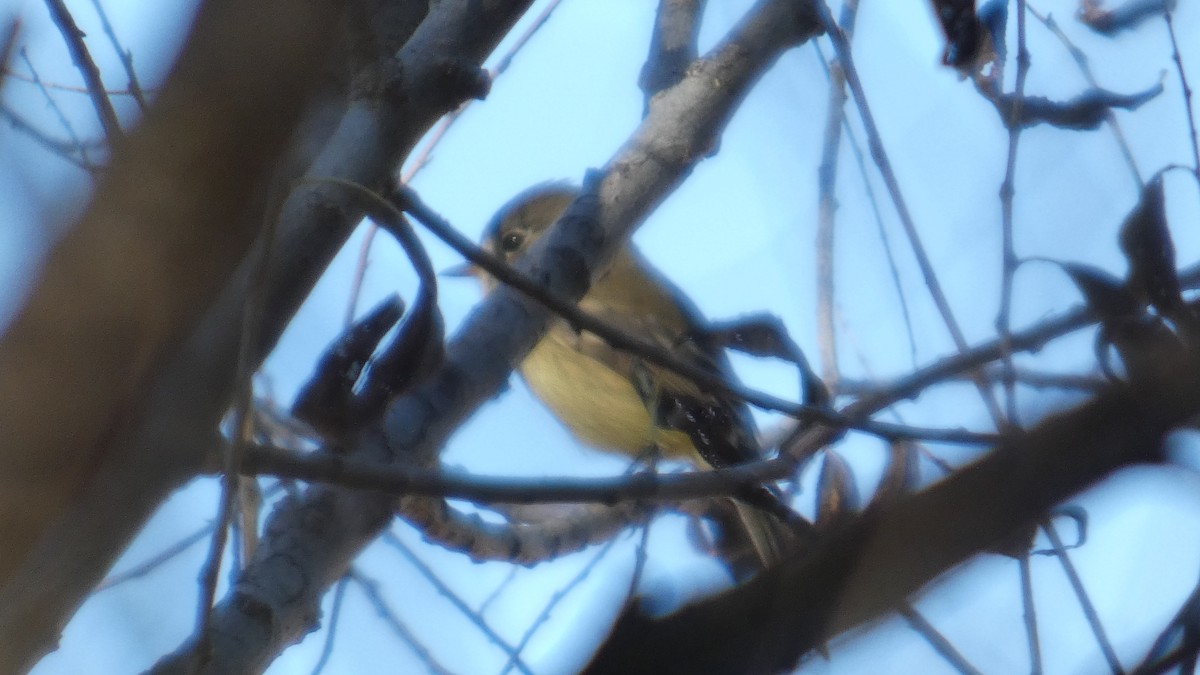 Hammond's Flycatcher - ML646082605