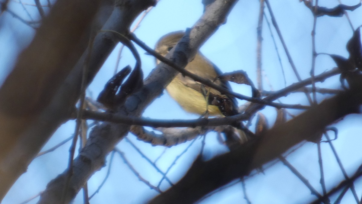 Hammond's Flycatcher - ML646082606