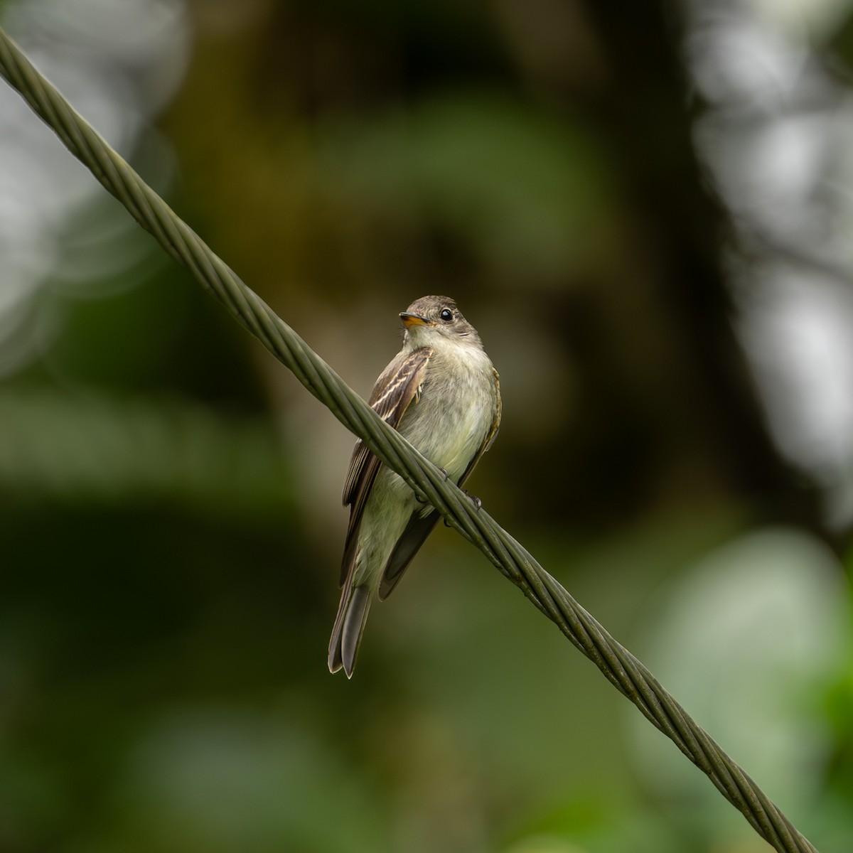 Pibí Oriental - ML646082607