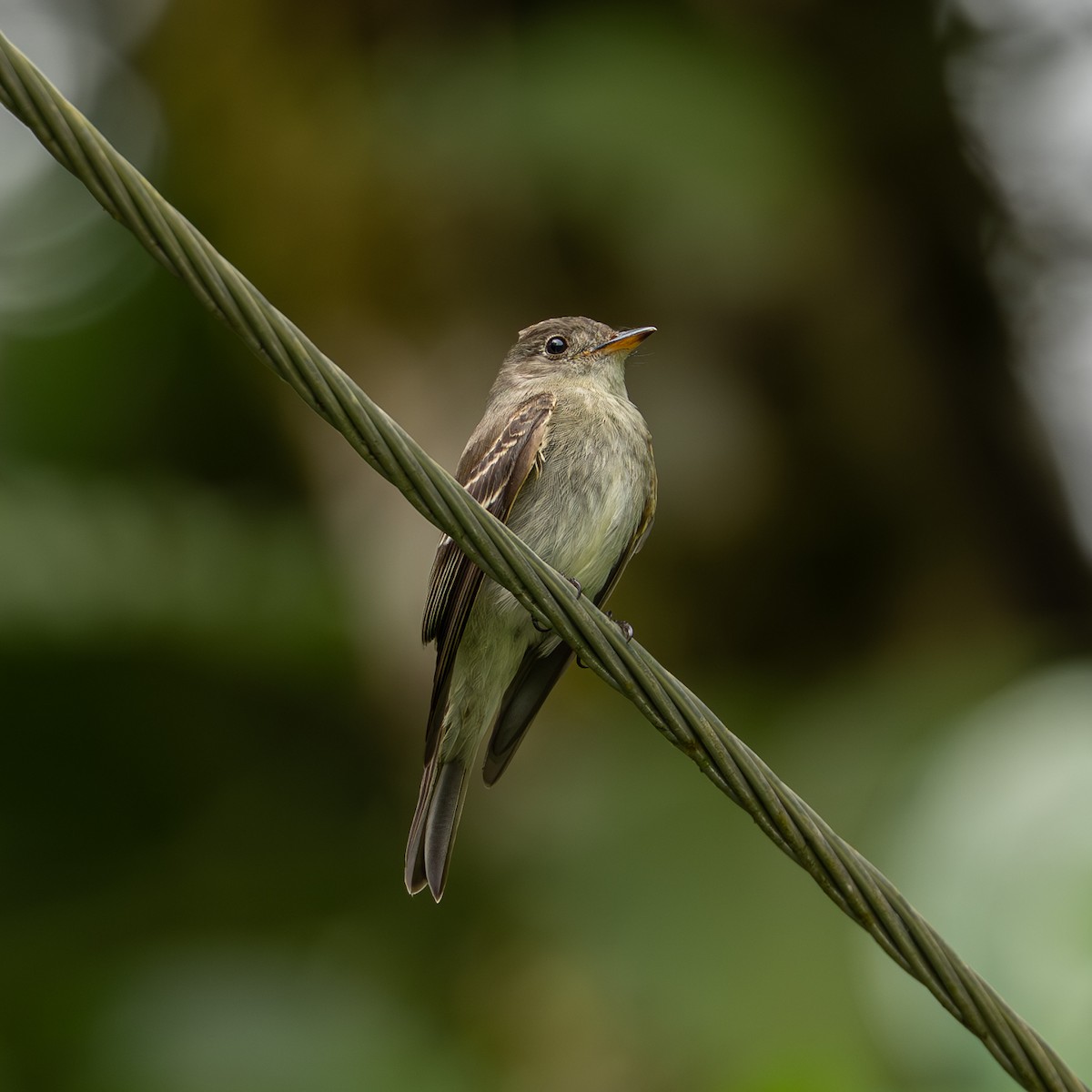 Pibí Oriental - ML646082608