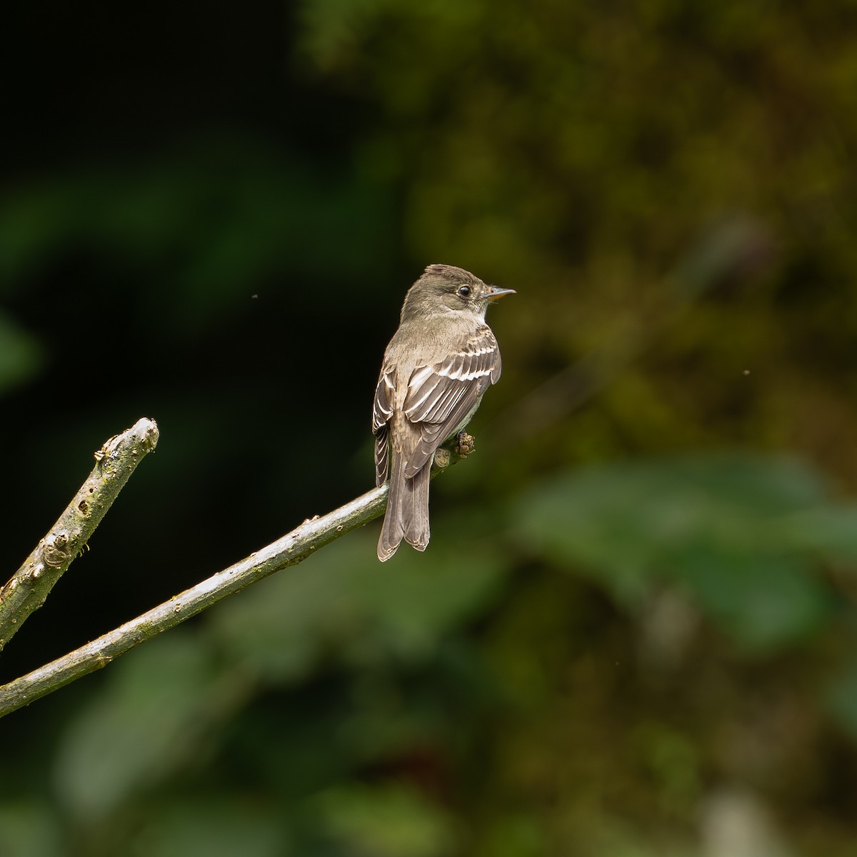 Pibí Oriental - ML646082609