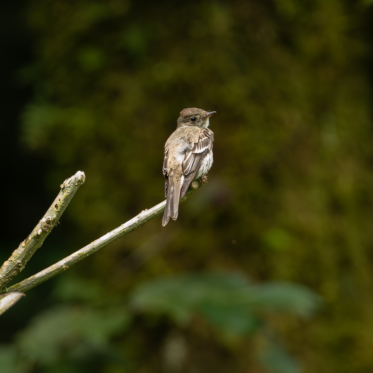 Pibí Oriental - ML646082610