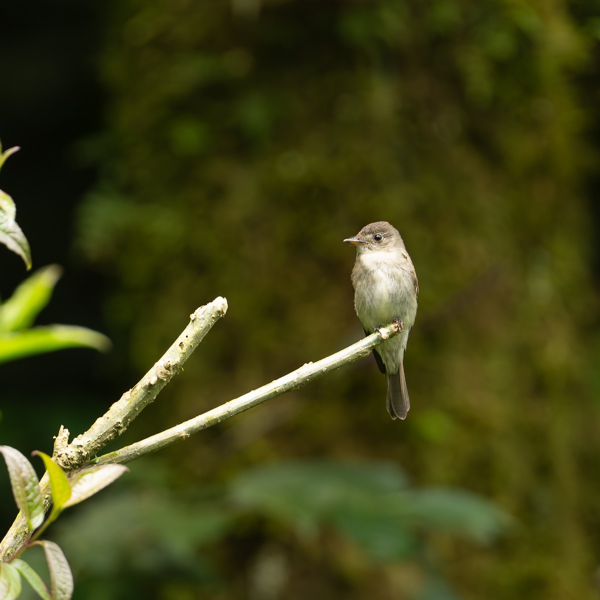 Pibí Oriental - ML646082611