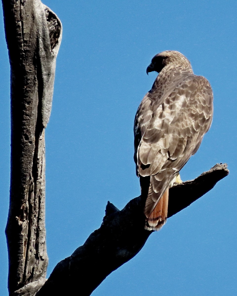 Red-tailed Hawk - ML646082614
