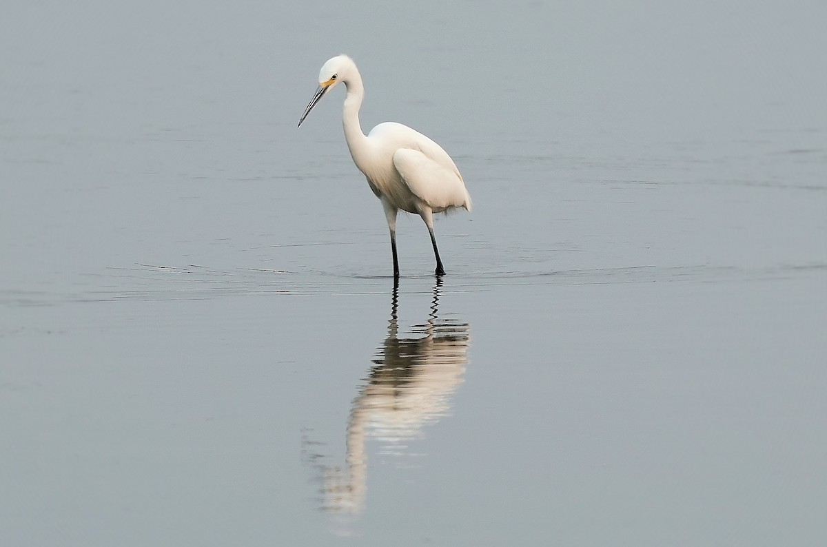 Snowy Egret - ML646082616