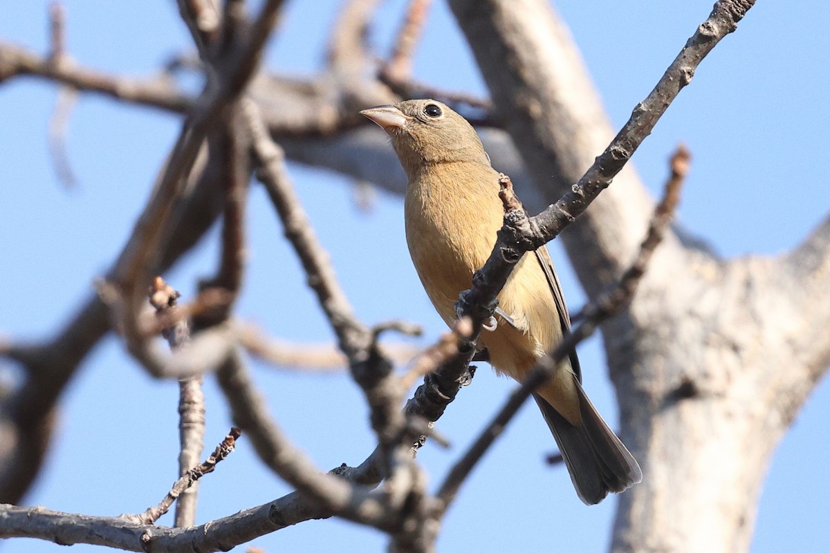 rosenbukspurv - ML646082630