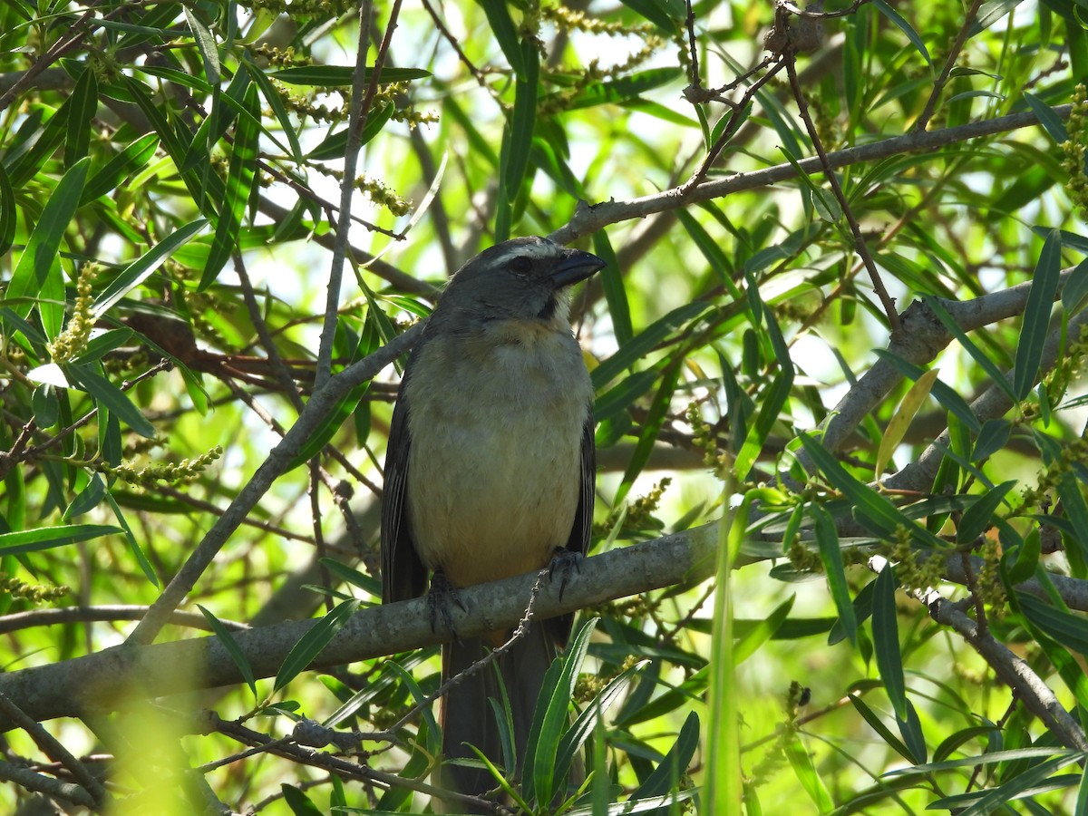 Bluish-gray Saltator - ML646082642