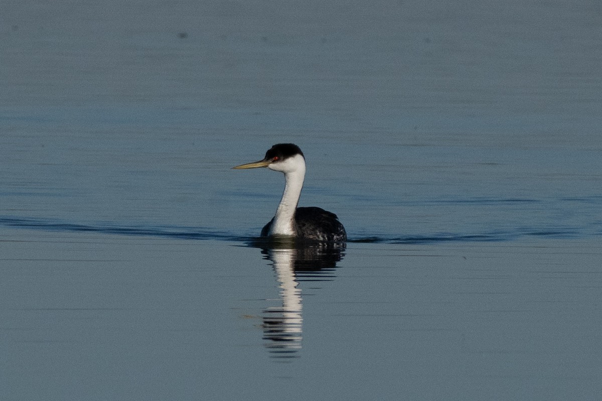 Western Grebe - ML646082646