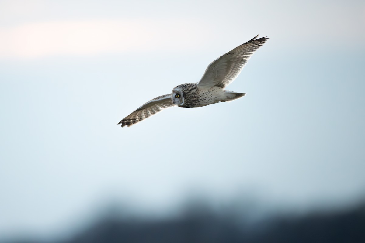 Short-eared Owl - ML646082658