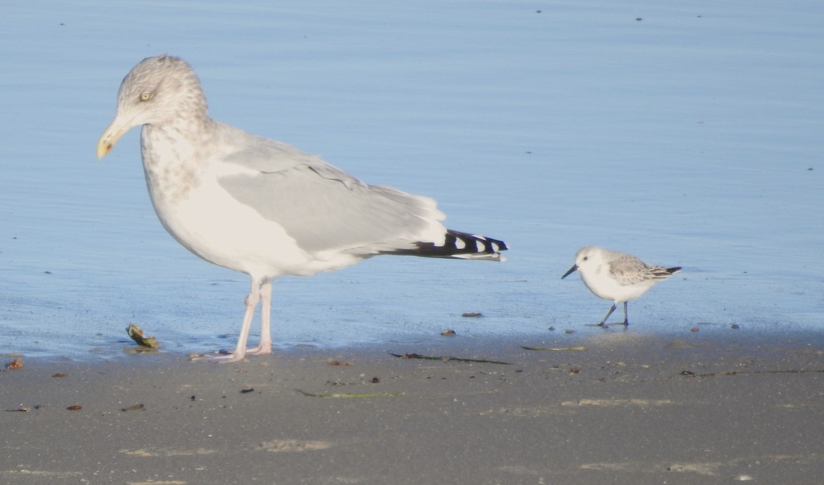 Sanderling - ML646082660