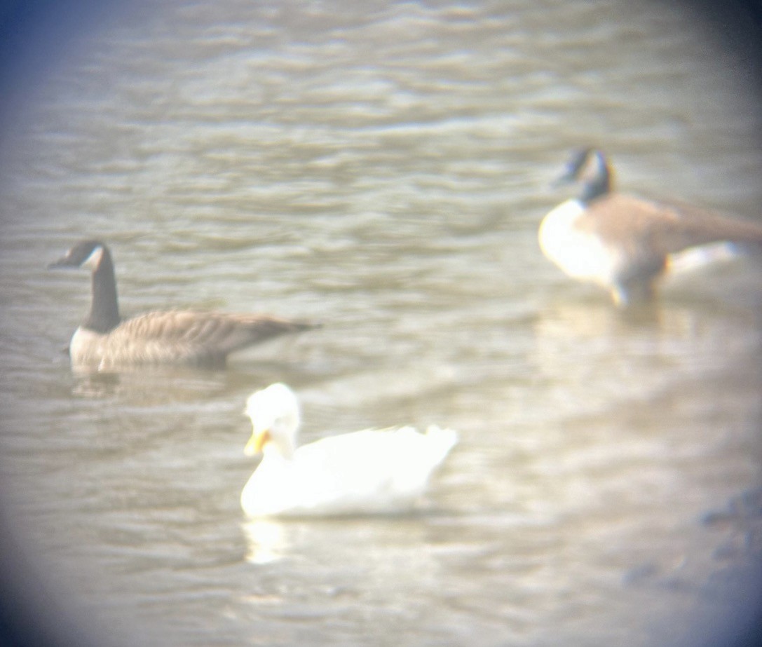 Canada Goose (canadensis Group) - ML646082665